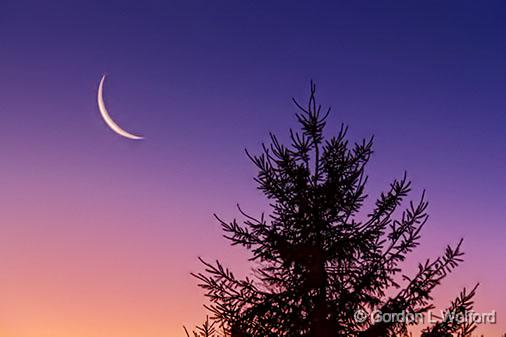 Moon & Pine At Sunrise_34025-6.jpg - Photographed near Smiths Falls, Ontario, Canada.